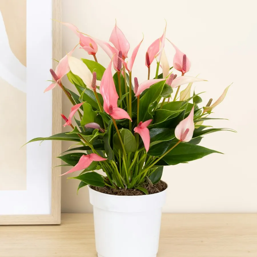 Anthurium 'Lilli'