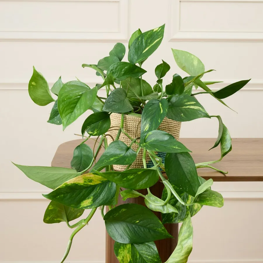 Epipremnum