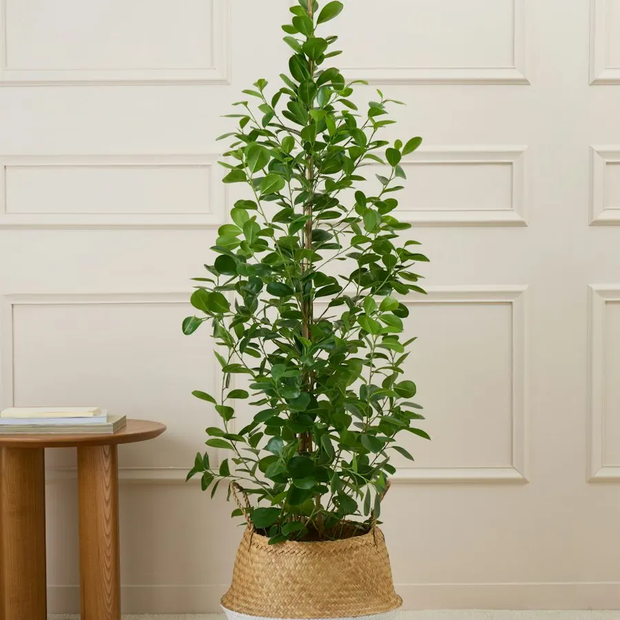 Ficus 'Moclame'