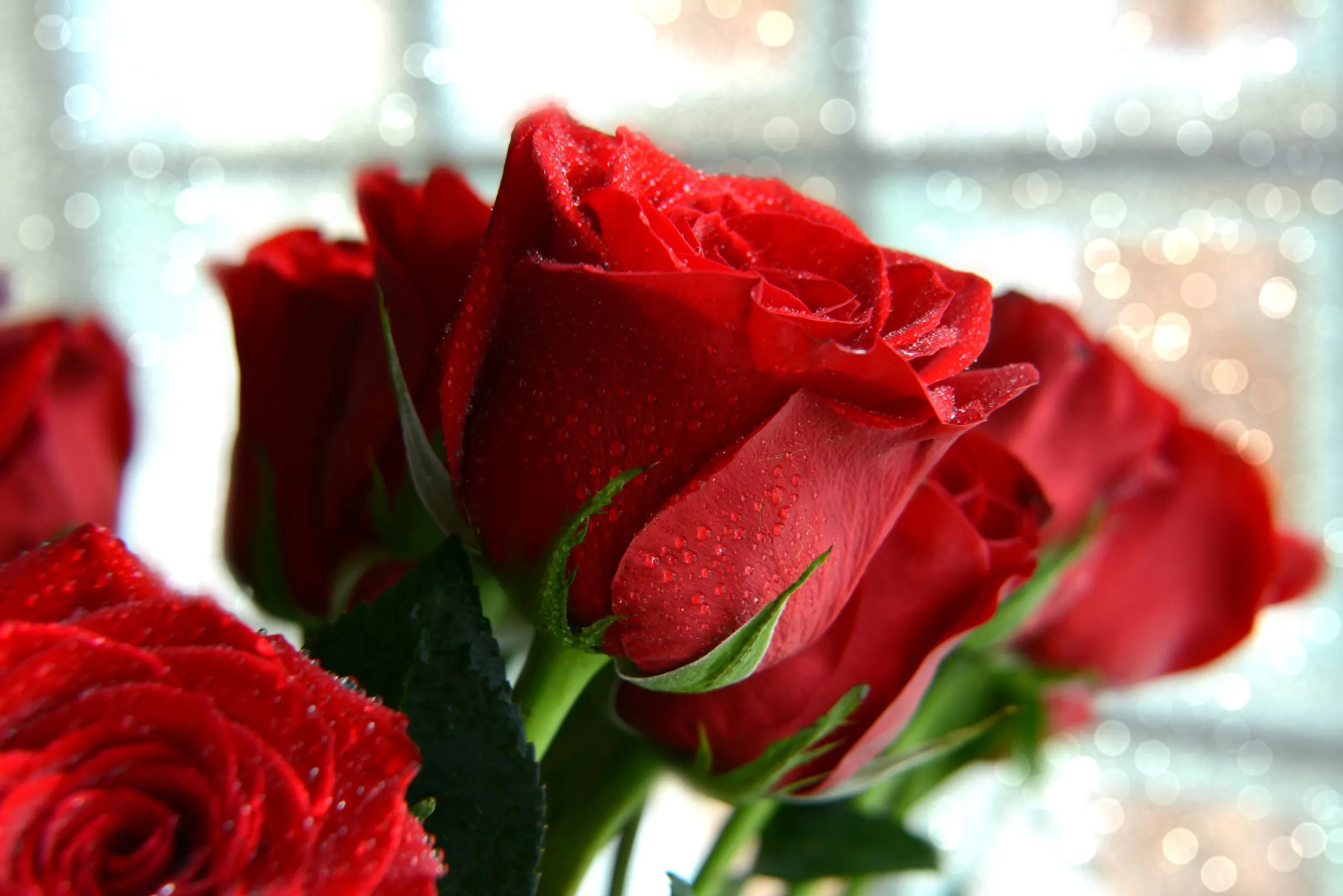 Gros plan sur un bouquet de roses rouges aux pétales veloutés