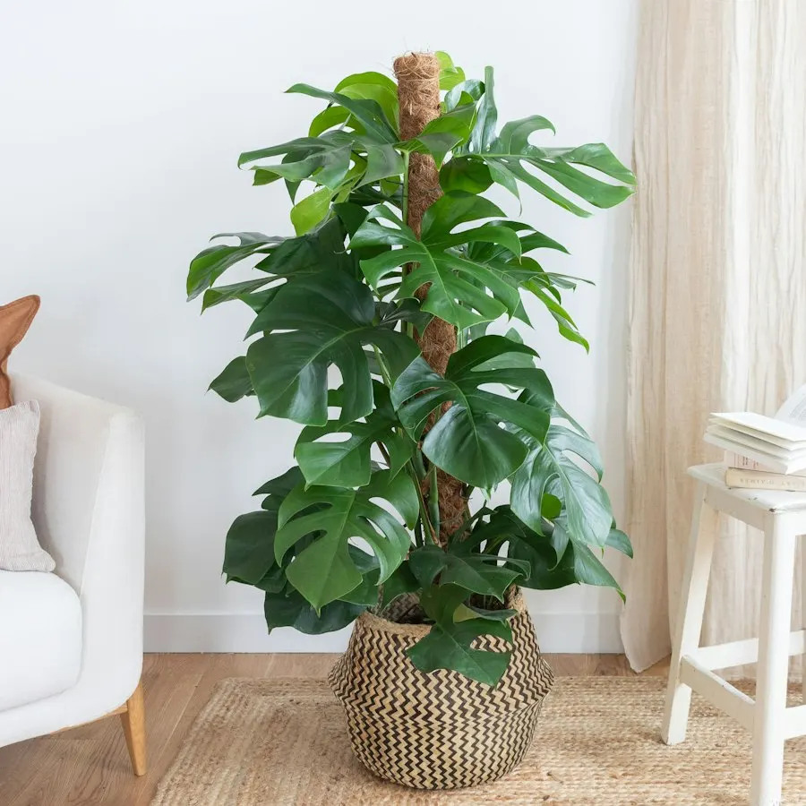 Monstera deliciosa