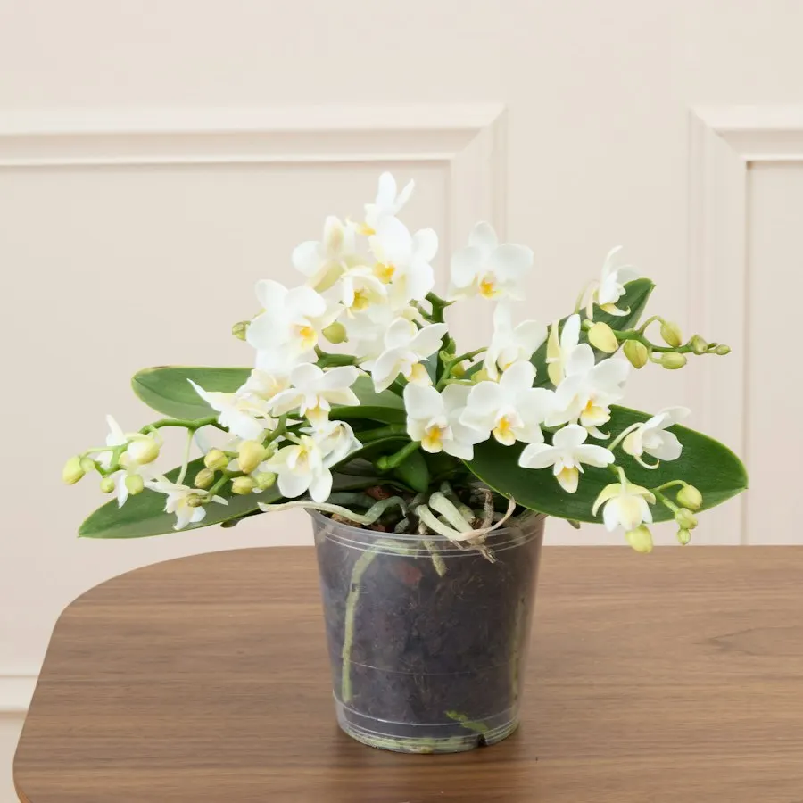 Phalaenopsis Table
