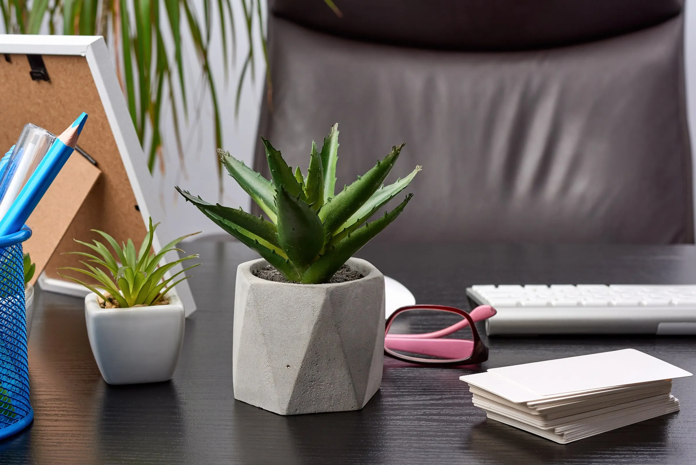 Plantes pour entreprises