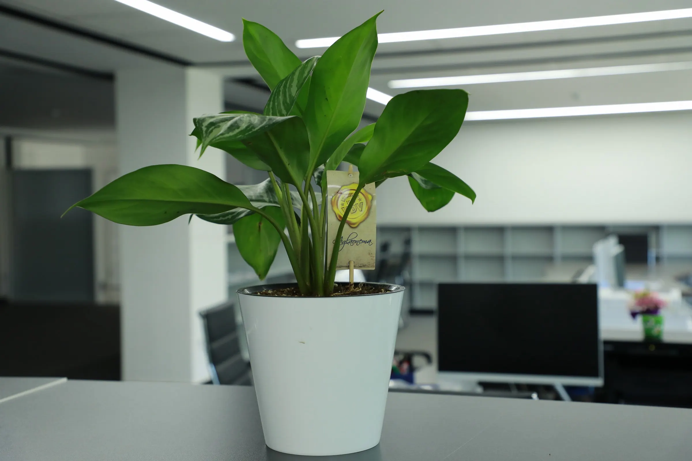 Plantes pour entreprises