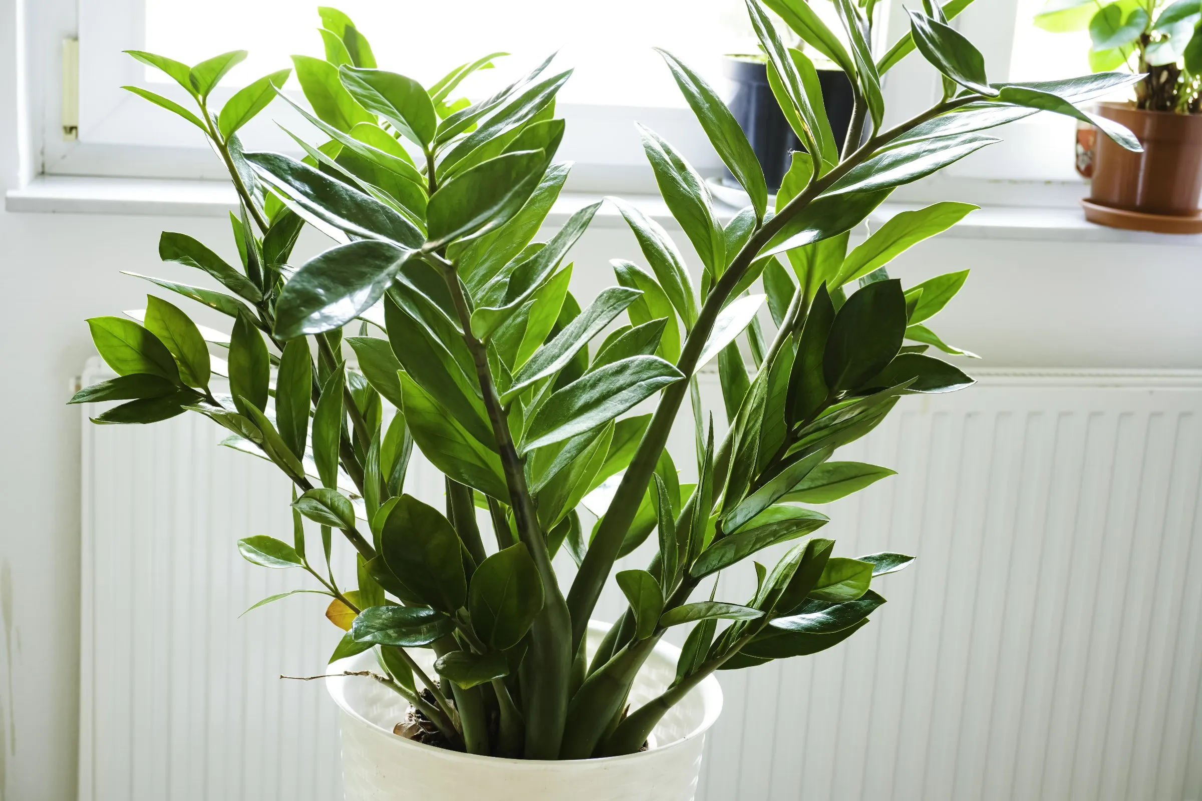 Plantes vertes en pot, zamioculcas et pothos, posées sur un meuble clair