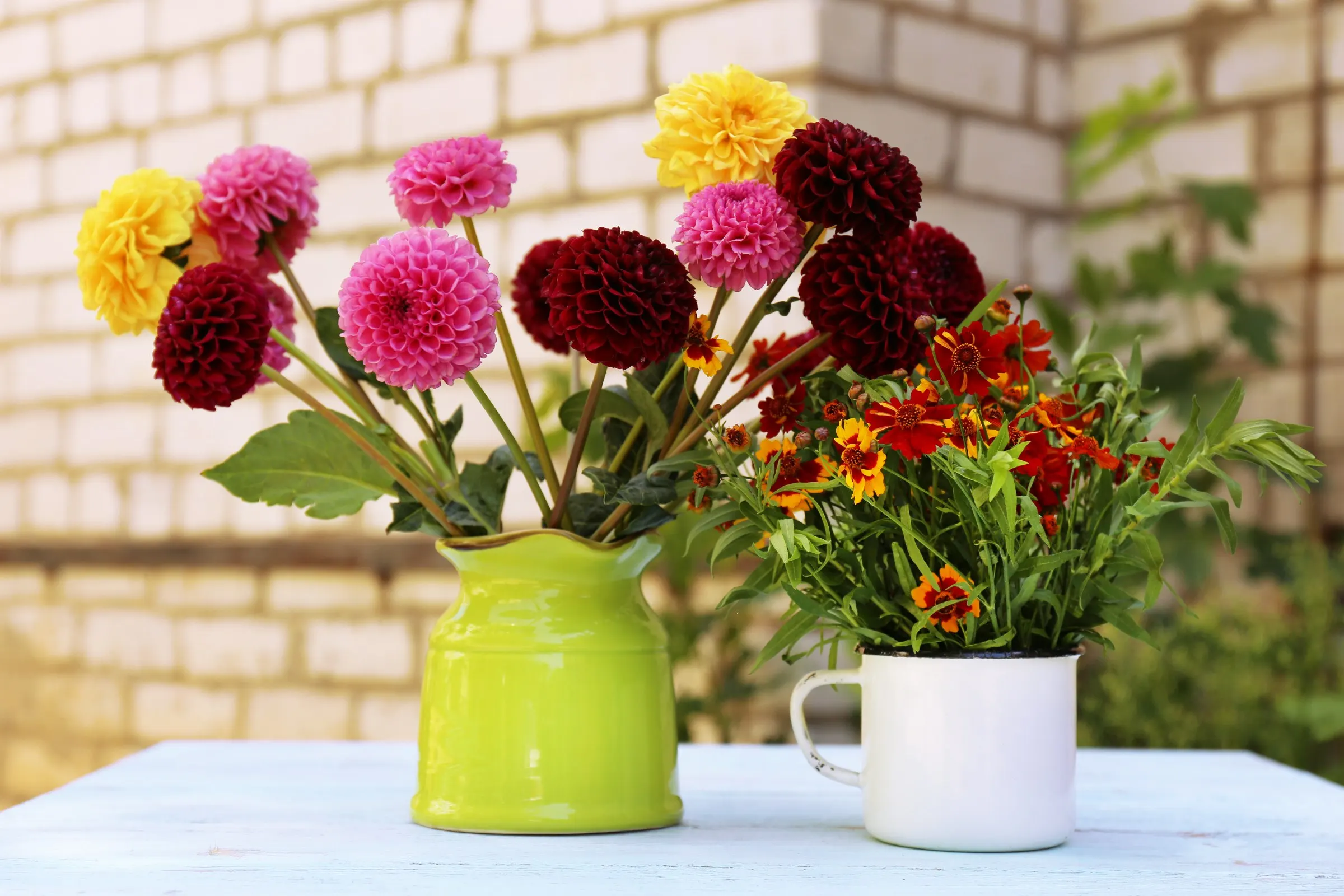 Pots de chrysanthèmes multiflores blancs, jaunes et bordeaux
