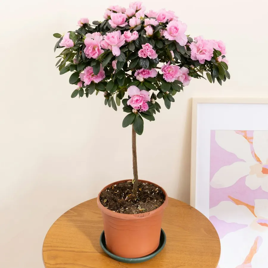 Rhododendron simsii rose