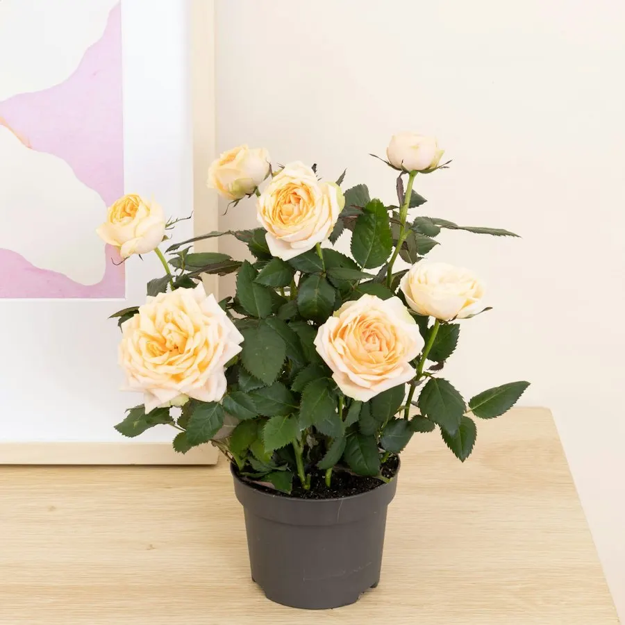 Rosier (Rosa Grande Belami)