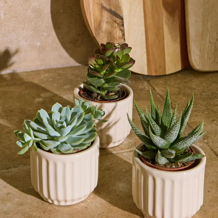 Trio Léo